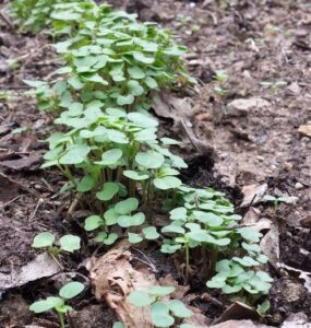 Time to Plant the Fall Garden Image